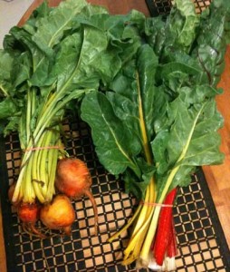 beautiful golden beets and colorful chard